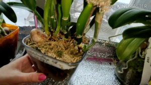 #Каттлея после пересадки. И немного красоты на закуску💐💞#цветение#развите#рост#каттлеи#фаленопсис