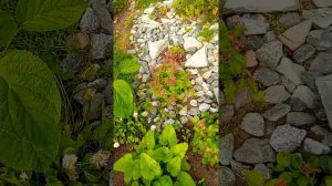 фазенда Натальи