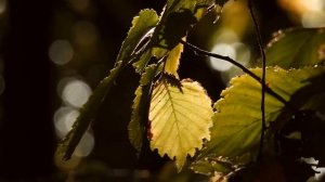 Ускоренный Рост Зубов - Настрой Сытина | САБЛИМИНАЛЫ