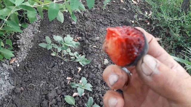 АПРИСАЛИ , созревание плодов... смотреть онлайн