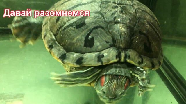 #shorts #черепахи #аквариумныймир  Каждому своё