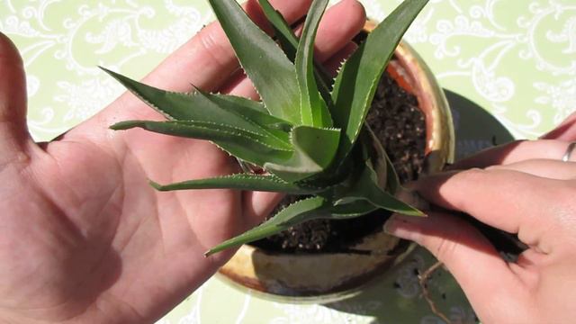 Succulent Arrangements in a brown pot смотреть онлайн