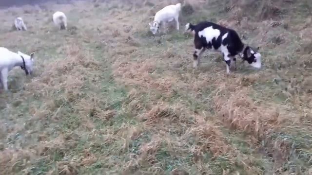 Як я зберігаю часник і моркву . смотреть онлайн