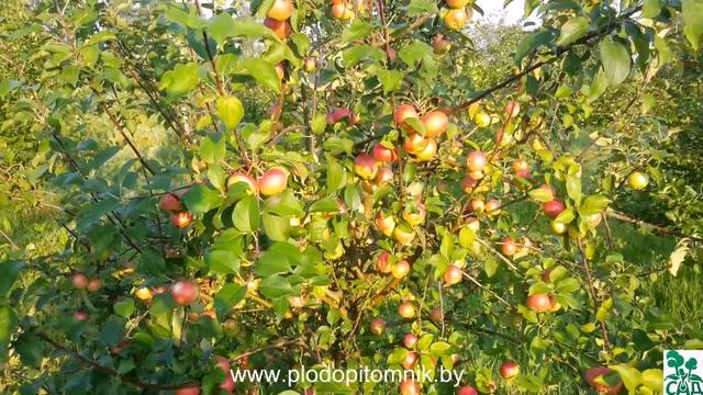 Яблоня сорт Елена. смотреть онлайн