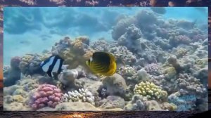 Релакс- красота подводного мира кораллового рифа
