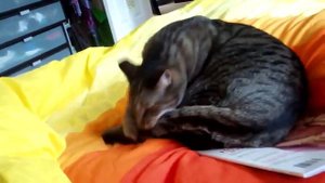 Самоуничтожение кота. Бьет себя по голове и кусает