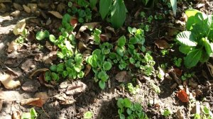 Примула, размножение семенами, неприхотливый цветочек / выращивание примулы в домашних условиях