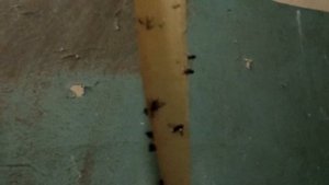 Как работает лента для мух