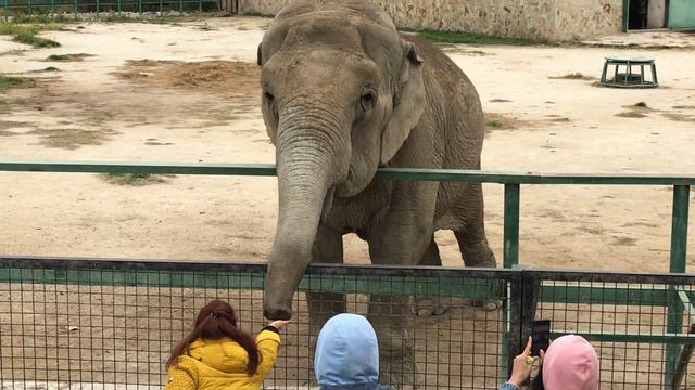 Милая "малышка" ждет угощений) Тайган Cute "baby" is waiting for treats) Taigan смотреть онлайн