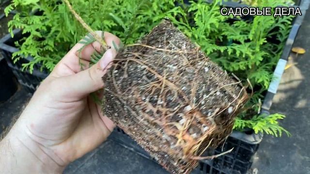 Когда можно сажать растения?