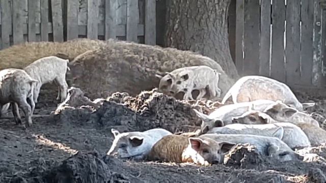 Венгерская мангалица мясо с характером смотреть онлайн