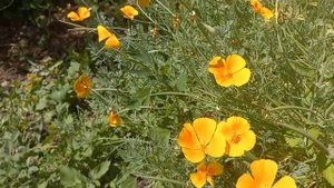 Лекарственная трава Эшшольция