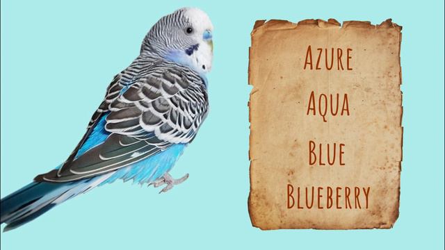 Great names for blue parrots смотреть онлайн