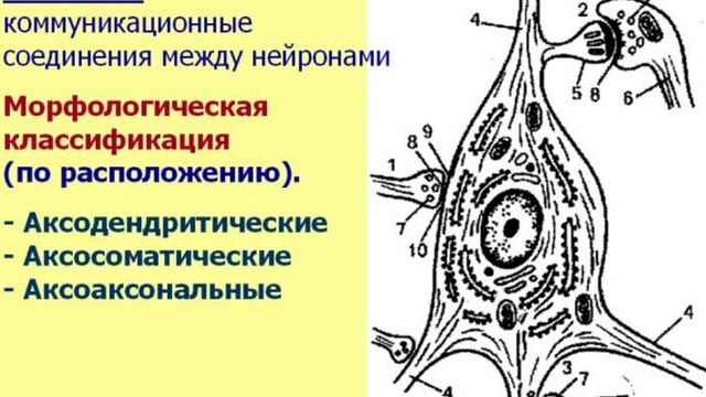 Нервная ткань-2. Видеолекция С.М.Зиматкин (10)