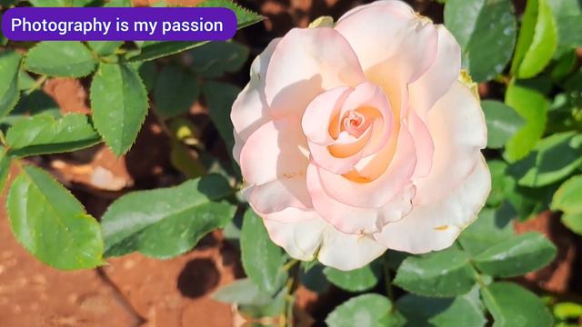 Beautiful rose flowers video : 53 rose gulab rosewallpaper