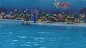 Дельфинарий "Оскар" в Геническе. Полное выступление дельфинов