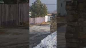Памир 0404. Кошки воруют яйцо на лицо 🤣🤣🤣