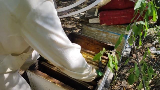 СОБИРАЮ ГНЕЗДА ПЧЕЛ НА ЗИМУ смотреть онлайн