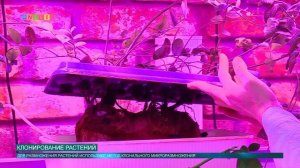 Клонирование растений