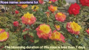 Rose id - part 1 || Mohona || Souviens toi || Tournament of roses || hakkun