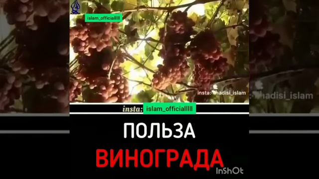 Виноград Польза и Вред смотреть онлайн