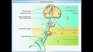 Конечный мозг. Строение плаща. Потоки В, Д. 20.09.2022 - 14:15