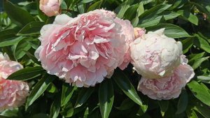Giant Pink Peonys (Paeonia)