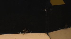 THE BRUTAL BATTLE OF THE WASP SPIDER AND WASPS FROM THE WASP NEST! [Live feeding!]