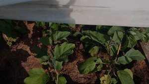 Почему желтеют листья баклажанов.