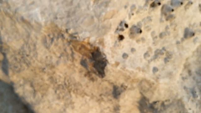 #трепанг #кукумария Пляжные и другие животные Опасна ли природа смотреть онлайн