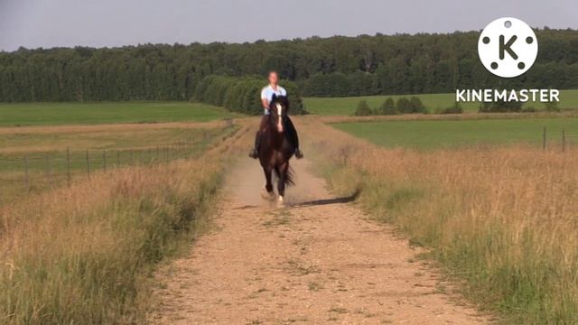 Владимирская порода лошадей. Жеребец-производитель, Абсолютный Чемпион породы - Оригинал.