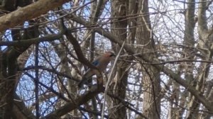 забавное пение сойки, как смех ребёнка, funny singing of a jay, like a child's laugh