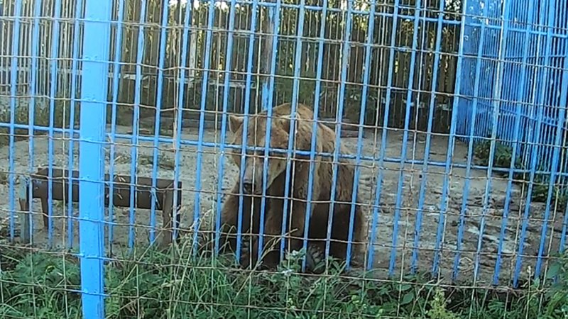 Встретил МЕДВЕДЯ на РЫБАЛКЕ