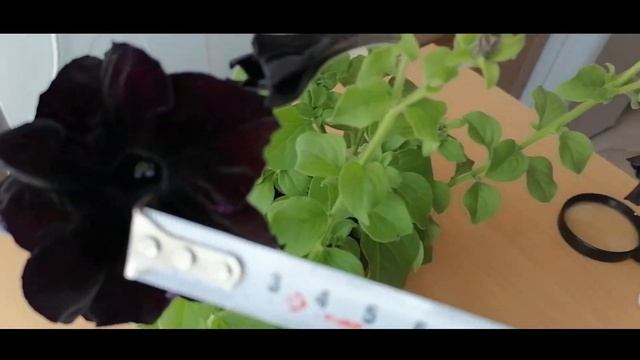 Петуния Софистика Черная