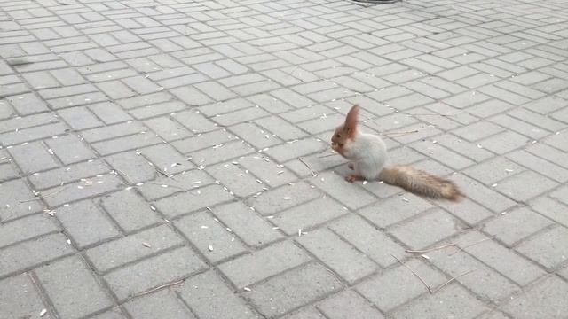 Белочка в парке имени Ататюрка, Бишкек смотреть онлайн