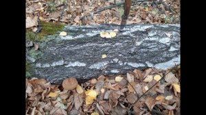 Лобовская просека 2021