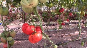 Томат сорта Рим - Королевский сад