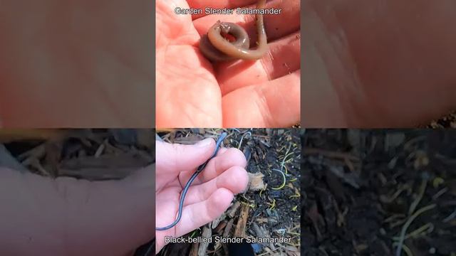 Tip for Identifying Black-bellied vs Garden Slender Salamanders