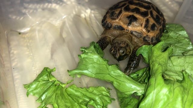 ЧЕРЕПАХА КУШАЕТ ЛИСТЬЯ САЛАТА смотреть онлайн