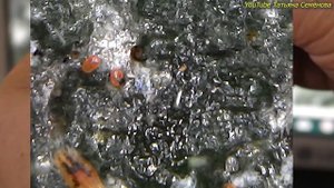 Орхидейные монстры.  Красный клещ.  Цикл видео "под микроскопом"