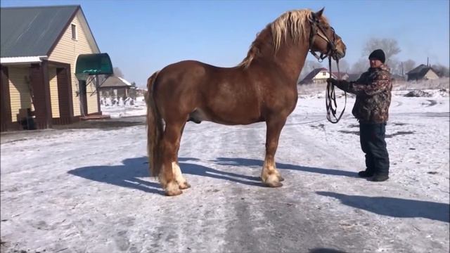Лошади России
