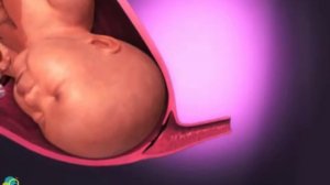 Взгляд на беременность изнутри  Роды и рождение малыша
