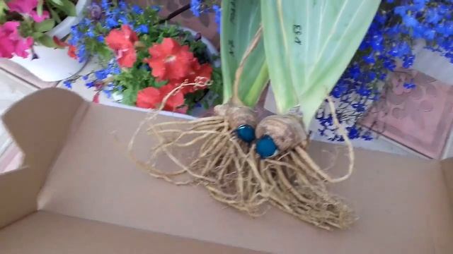 ПОСЫЛКА С ИРИСАМИ .ОБЗОР САЖЕНЦЕВ. смотреть онлайн