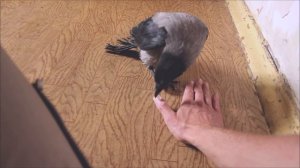 Ручная ворона Капля