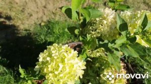 12 сортов цветущих гортензий! Приствольные круги, мульча, бордюрная лента.