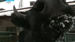 Ученые выводят животных Будущего