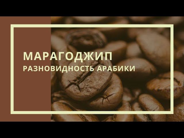 Марагоджип