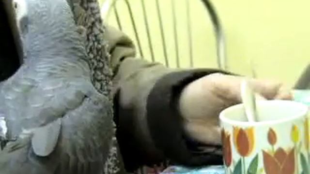 Жако Гродненского зоопарка смотреть онлайн