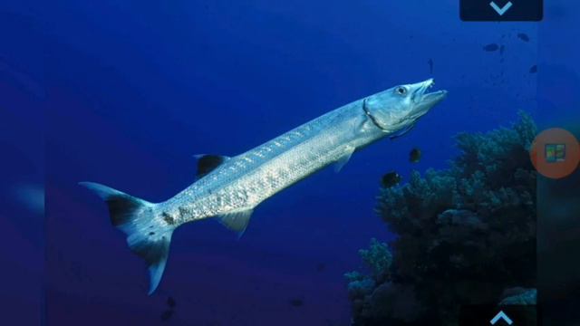 Water inhabitants. English Doman cards - Kids vocabulary - English educational video смотреть онлайн