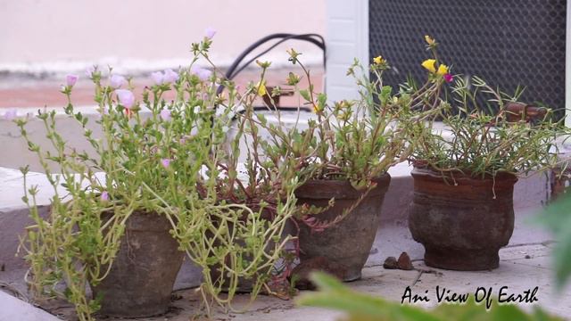 How to easily Plant Portulaca Grandiflora (Pattu Rose, Mexican Rose) using waste Plastic Bottles смотреть онлайн
